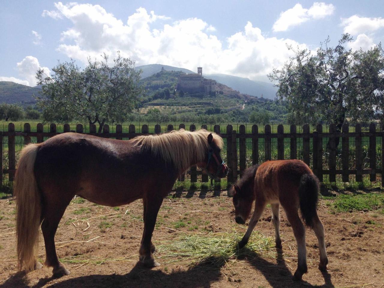 Agriturismo Il Girasole Assisi Kültér fotó