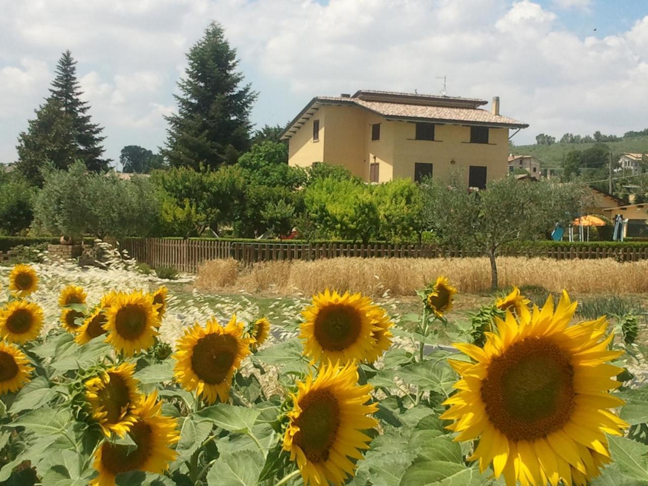Agriturismo Il Girasole Assisi Kültér fotó