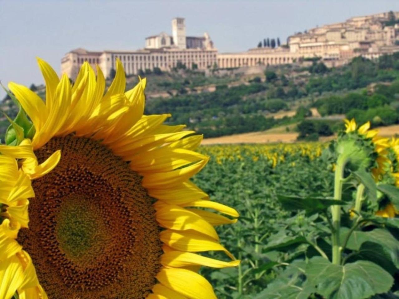 Agriturismo Il Girasole Assisi Kültér fotó
